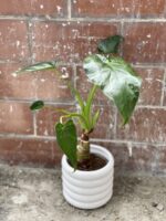 Zdjęcie rośliny Alocasia cucullata, ujęcie 3