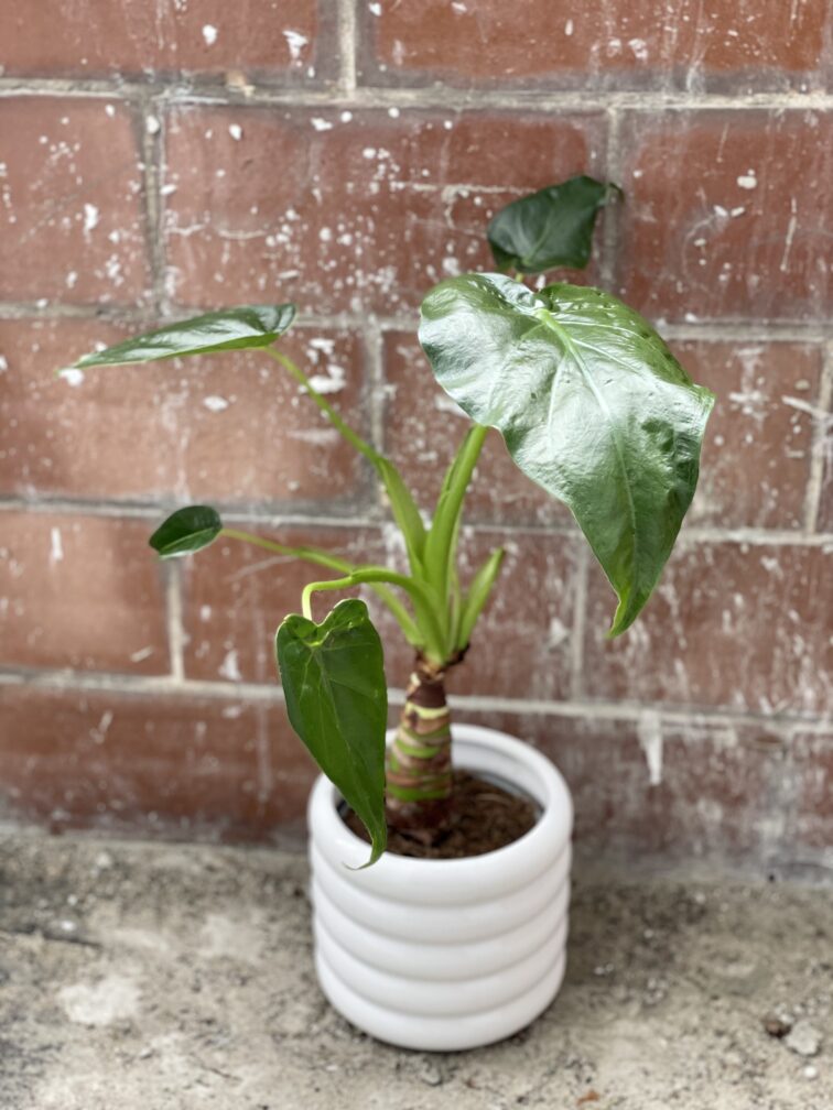 Zdjęcie rośliny Alocasia cucullata, ujęcie 3