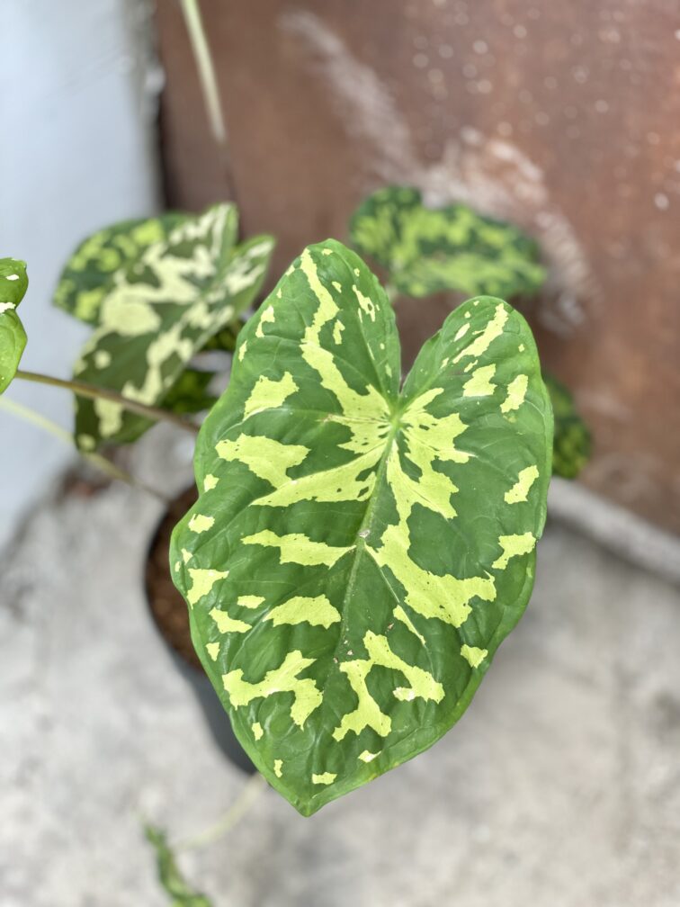 Zdjęcie rośliny Alocasia Hilo Beauty, ujęcie 1