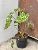 Zdjęcie rośliny Alocasia Hilo Beauty, ujęcie 2
