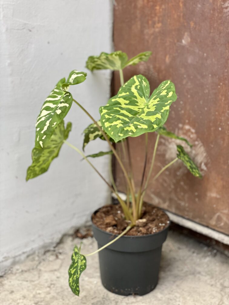 Zdjęcie rośliny Alocasia Hilo Beauty, ujęcie 2