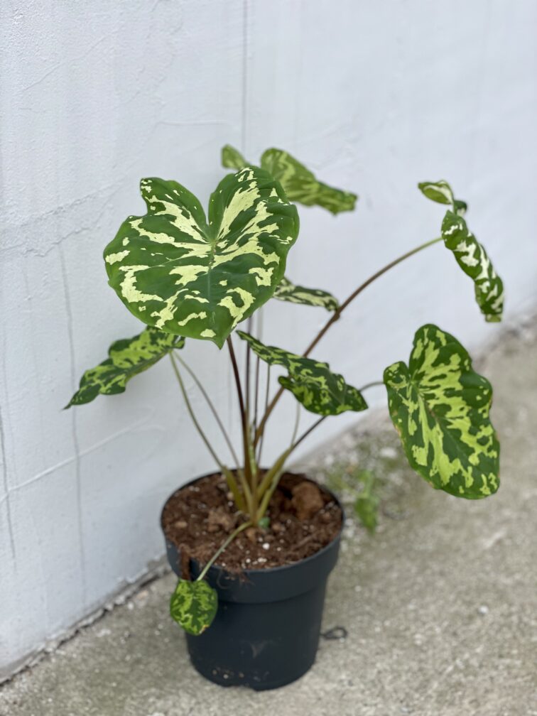 Zdjęcie rośliny Alocasia Hilo Beauty, ujęcie 3