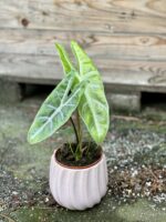 Zdjęcie rośliny Alocasia Longiloba, ujęcie 1
