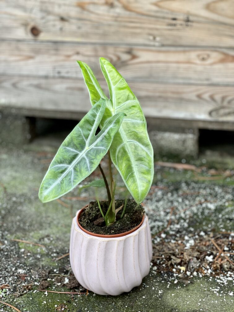 Zdjęcie rośliny Alocasia Longiloba, ujęcie 1