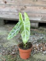 Zdjęcie rośliny Alocasia Longiloba, ujęcie 2