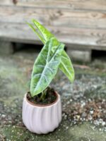 Zdjęcie rośliny Alocasia Longiloba, ujęcie 3