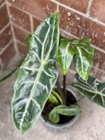 Zdjęcie rośliny Alocasia Longiloba, ujęcie 1