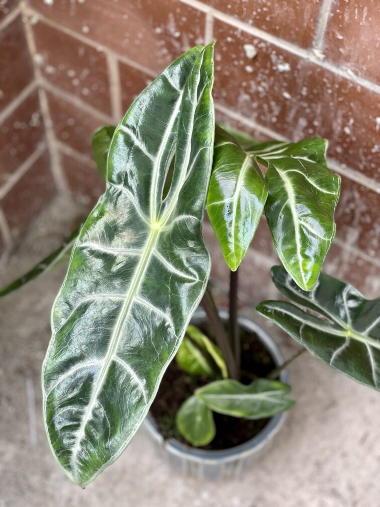 Zdjęcie rośliny Alocasia Longiloba, ujęcie 1