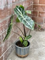 Zdjęcie rośliny Alocasia Longiloba, ujęcie 2