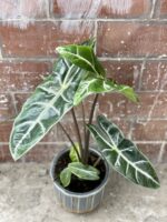 Zdjęcie rośliny Alocasia Longiloba, ujęcie 3