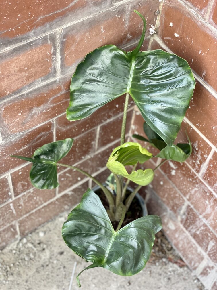 Zdjęcie rośliny Alocasia Stingray, ujęcie 1