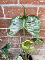Zdjęcie rośliny Alocasia Stingray, ujęcie 2