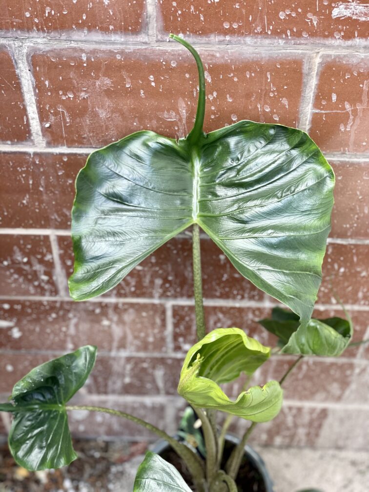 Zdjęcie rośliny Alocasia Stingray, ujęcie 2