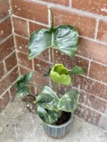 Zdjęcie rośliny Alocasia Stingray, ujęcie 3