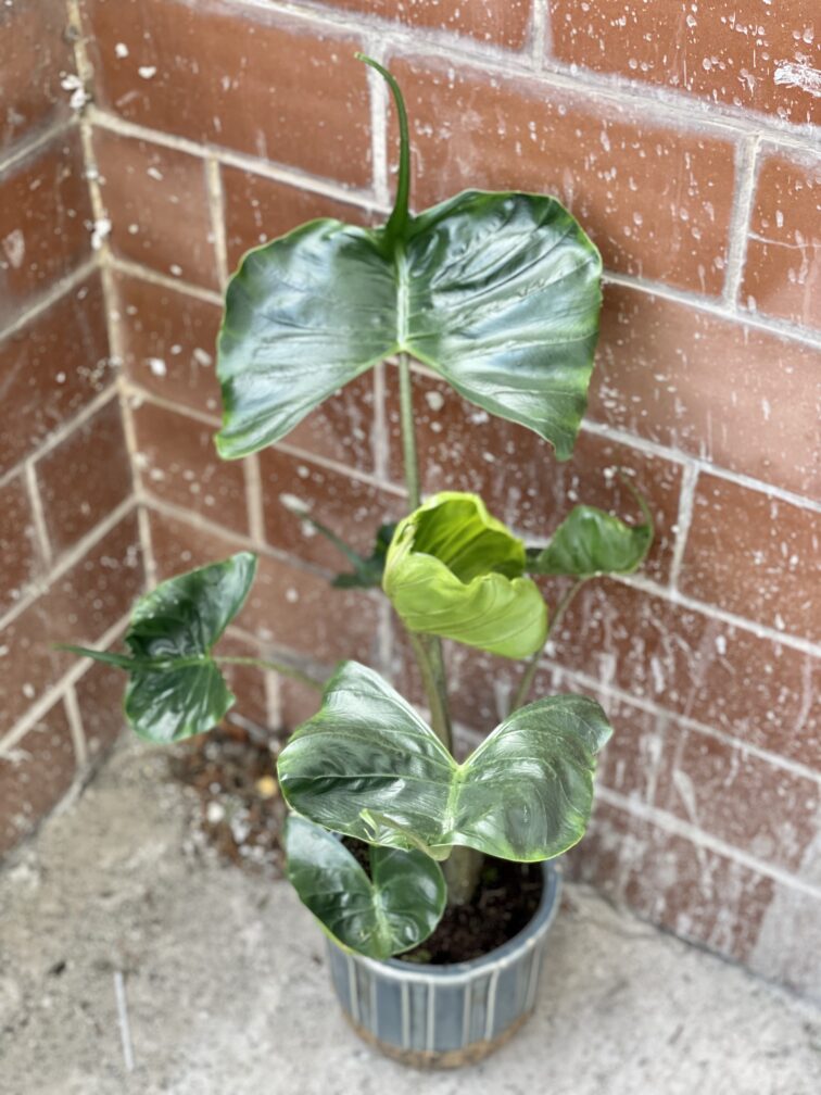 Zdjęcie rośliny Alocasia Stingray, ujęcie 3