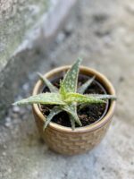 Zdjęcie rośliny Aloe vera Red Shade, ujęcie 1