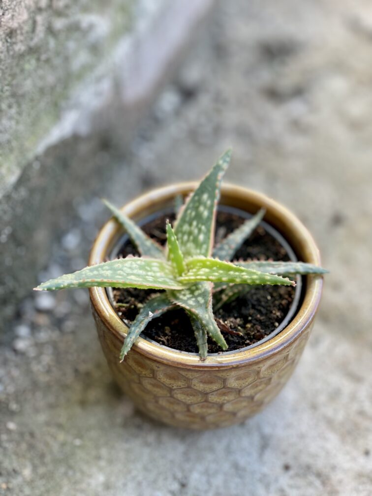 aloe-vera-red-shade_6x12-1_1644664050.jpg Zdjęcie rośliny Aloe vera Red Shade, ujęcie 1