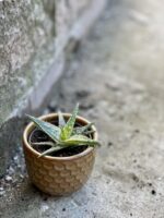 Zdjęcie rośliny Aloe vera Red Shade, ujęcie 3
