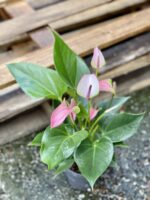 Zdjęcie rośliny Anthurium Joli Pulse, ujęcie 1