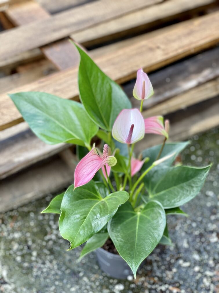 Zdjęcie rośliny Anthurium Joli Pulse, ujęcie 1