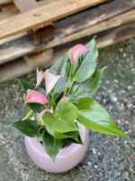 Zdjęcie rośliny Anthurium Joli Pulse, ujęcie 2