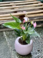 Zdjęcie rośliny Anthurium Joli Pulse, ujęcie 3