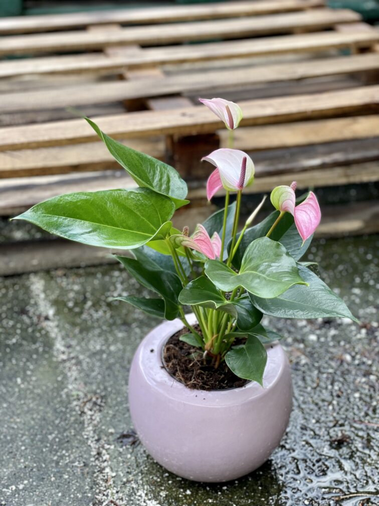 Zdjęcie rośliny Anthurium Joli Pulse, ujęcie 3