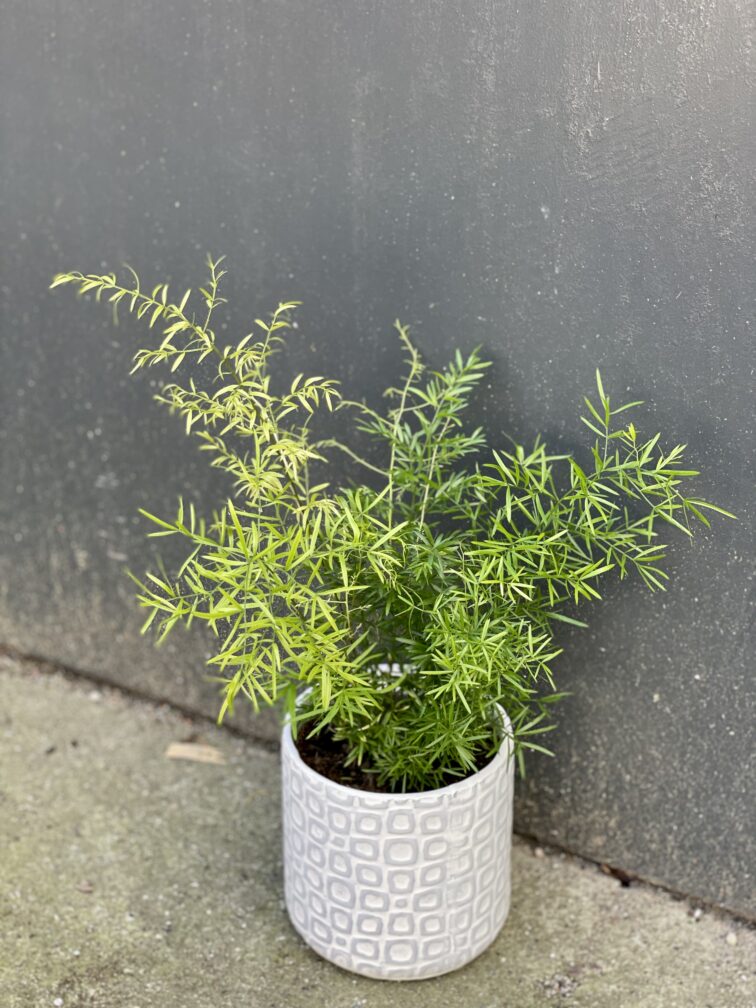 Zdjęcie rośliny Asparagus densiflorus cwebe, ujęcie 1