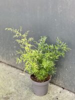 Zdjęcie rośliny Asparagus densiflorus cwebe, ujęcie 2