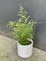 Zdjęcie rośliny Asparagus densiflorus cwebe, ujęcie 3