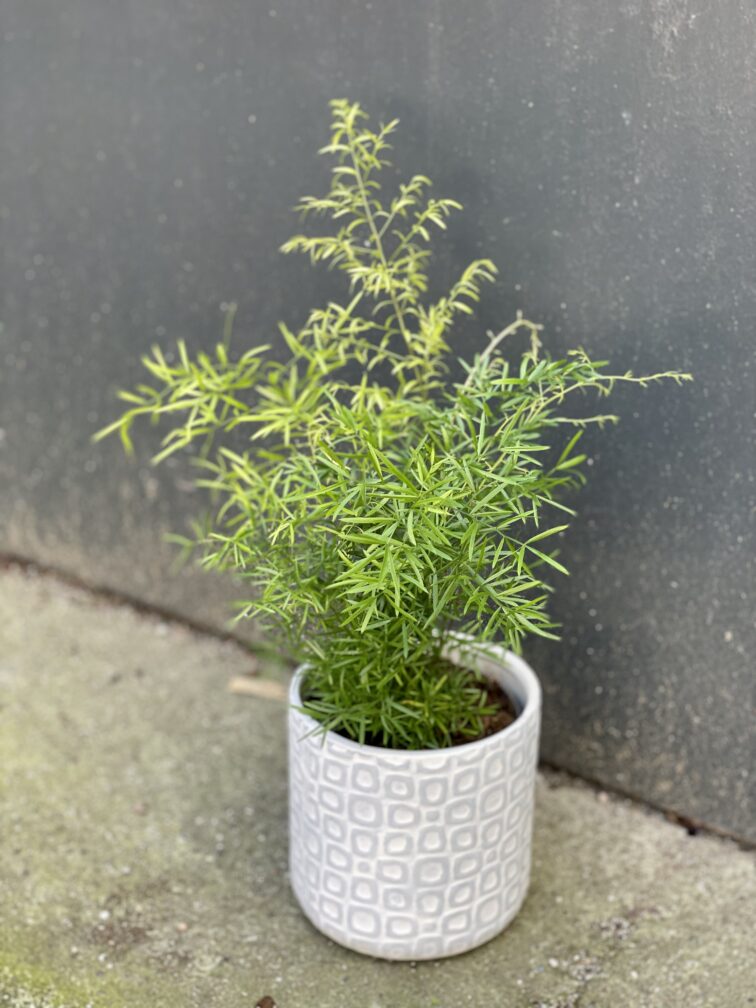 Zdjęcie rośliny Asparagus densiflorus cwebe, ujęcie 3