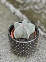 Zdjęcie rośliny Astrophytum myriostigma, ujęcie 2
