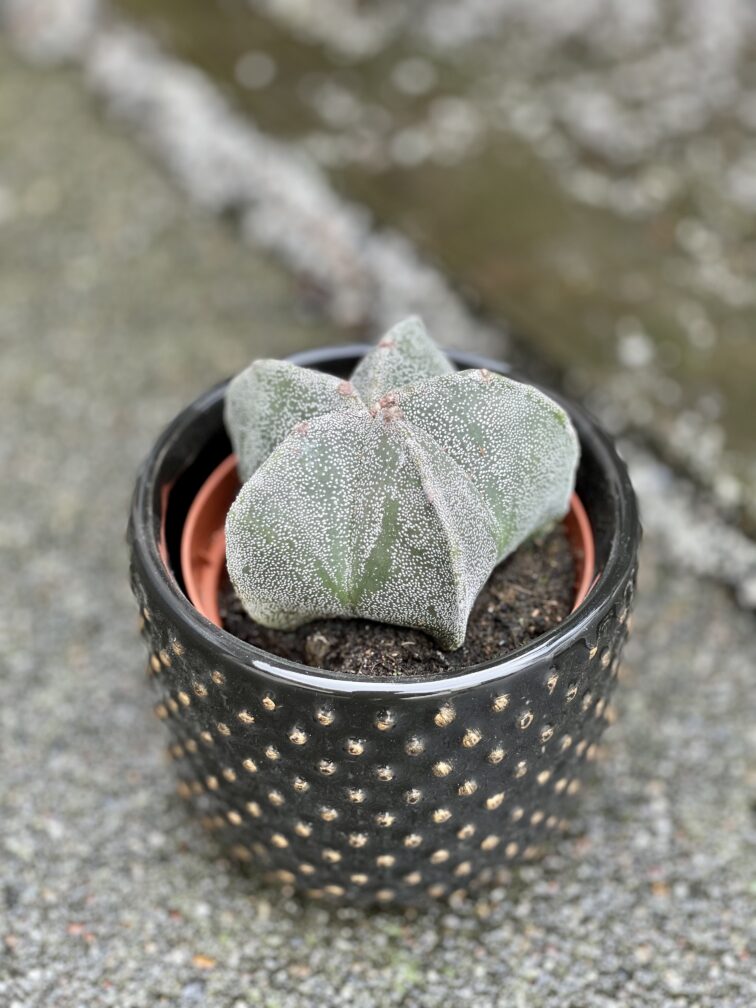 Zdjęcie rośliny Astrophytum myriostigma, ujęcie 2