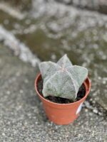 Zdjęcie rośliny Astrophytum myriostigma, ujęcie 3