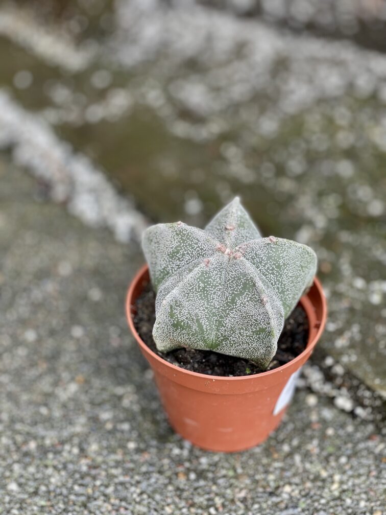 Zdjęcie rośliny Astrophytum myriostigma, ujęcie 3