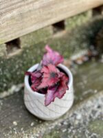 Zdjęcie rośliny Begonia Inca Night, ujęcie 1