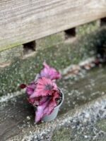 Zdjęcie rośliny Begonia Inca Night, ujęcie 2