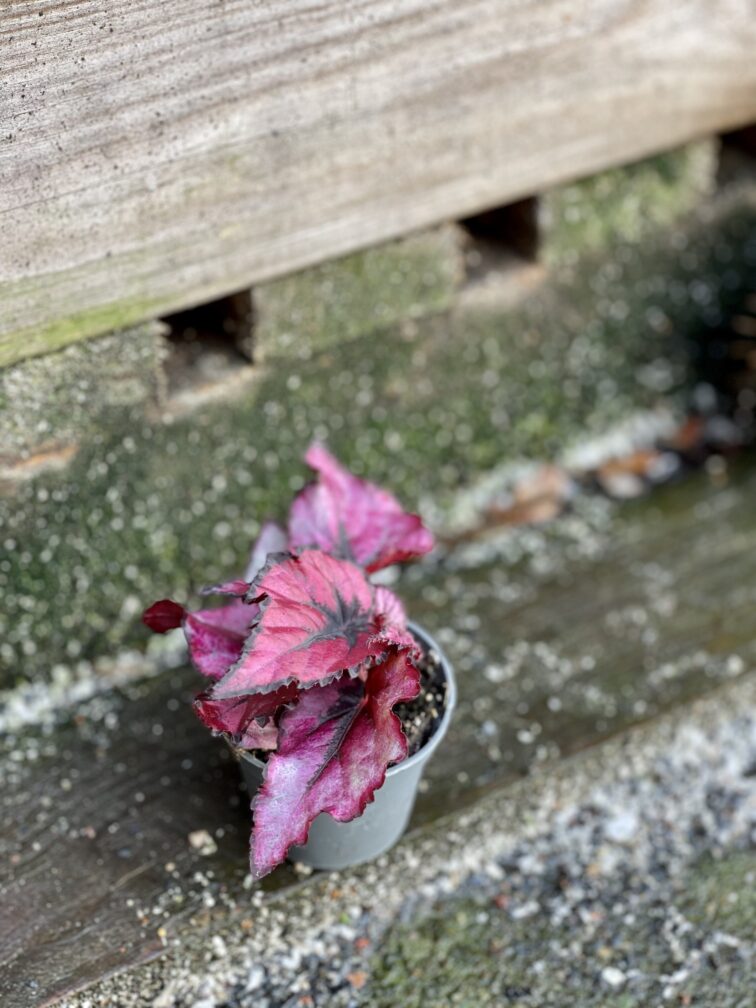Zdjęcie rośliny Begonia Inca Night, ujęcie 2