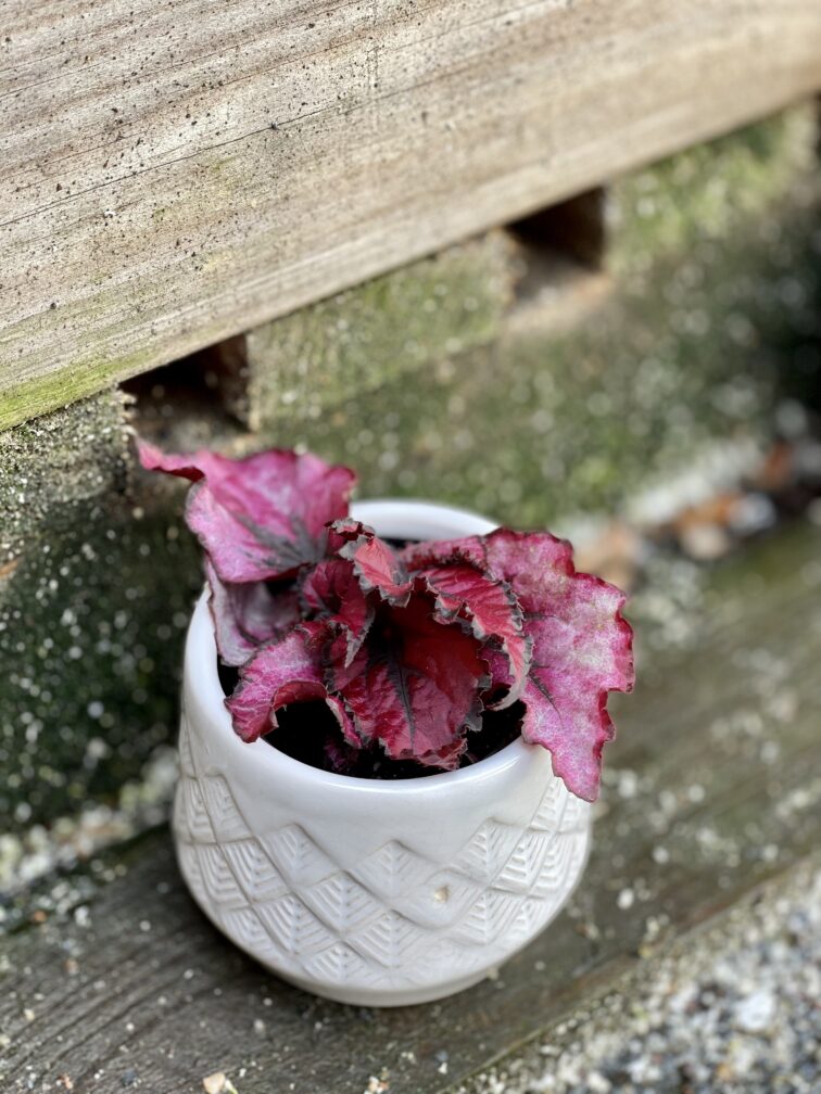 Zdjęcie rośliny Begonia Inca Night, ujęcie 3