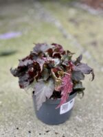 Zdjęcie rośliny Begonia Rex Royal Velour, ujęcie 1