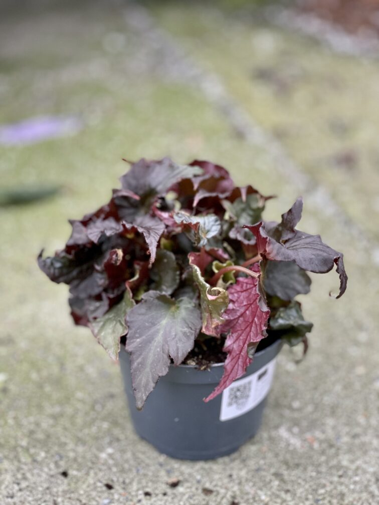 Zdjęcie rośliny Begonia Rex Royal Velour, ujęcie 1