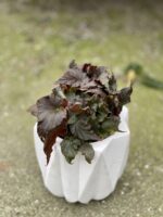 Zdjęcie rośliny Begonia Rex Royal Velour, ujęcie 2