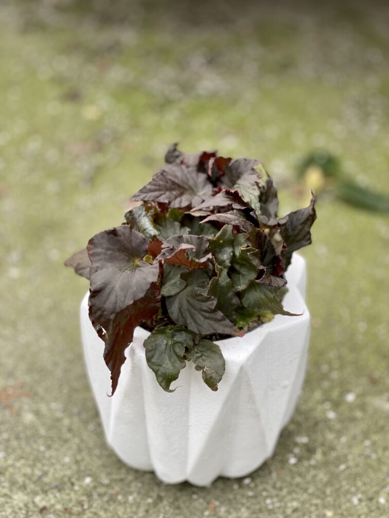 Zdjęcie rośliny Begonia Rex Royal Velour, ujęcie 2
