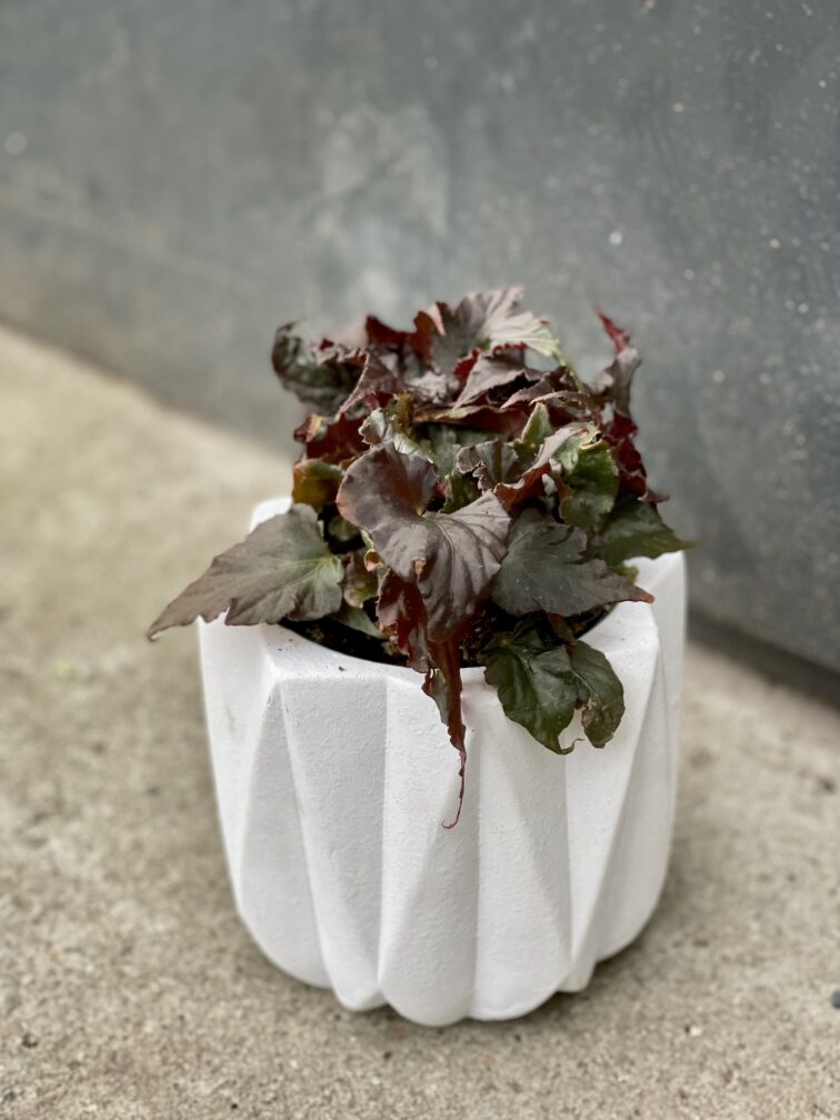 Zdjęcie rośliny Begonia Rex Royal Velour, ujęcie 3