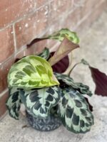 Zdjęcie rośliny Calathea Kennedy, ujęcie 1