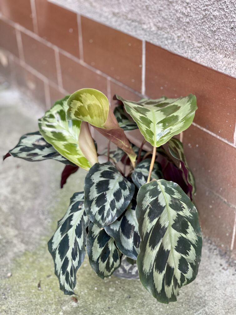 Zdjęcie rośliny Calathea Kennedy, ujęcie 2