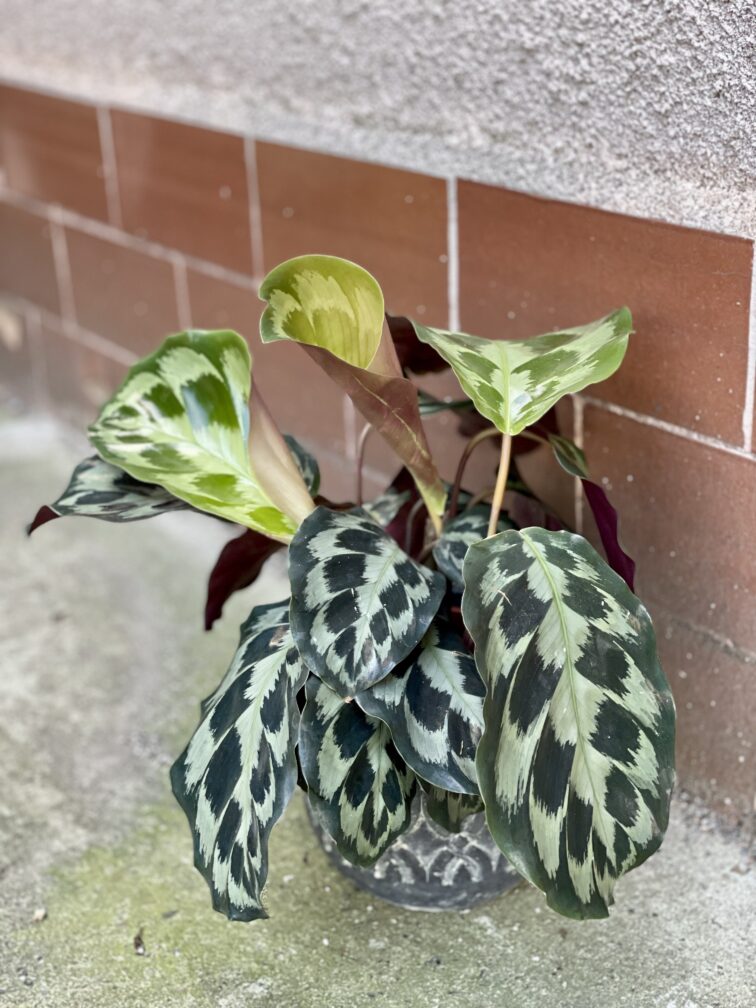 Zdjęcie rośliny Calathea Kennedy, ujęcie 3