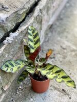Zdjęcie rośliny Calathea Lancifolia, ujęcie 1