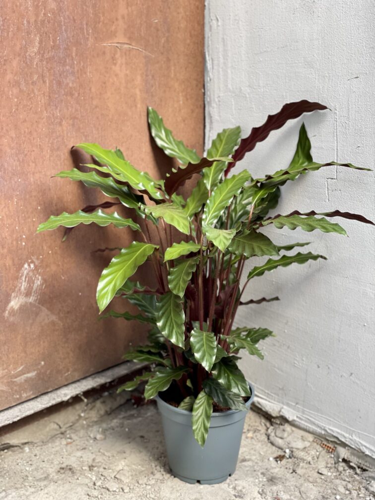 Zdjęcie rośliny Calathea rufibarba, ujęcie 1