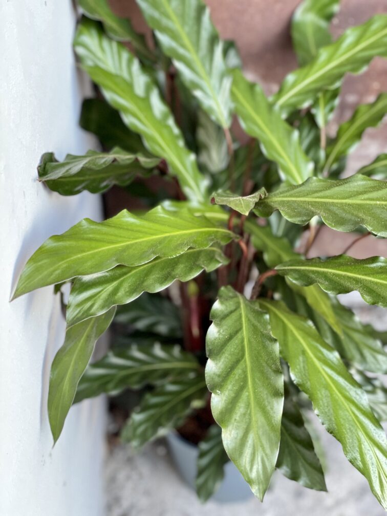 Zdjęcie rośliny Calathea rufibarba, ujęcie 2